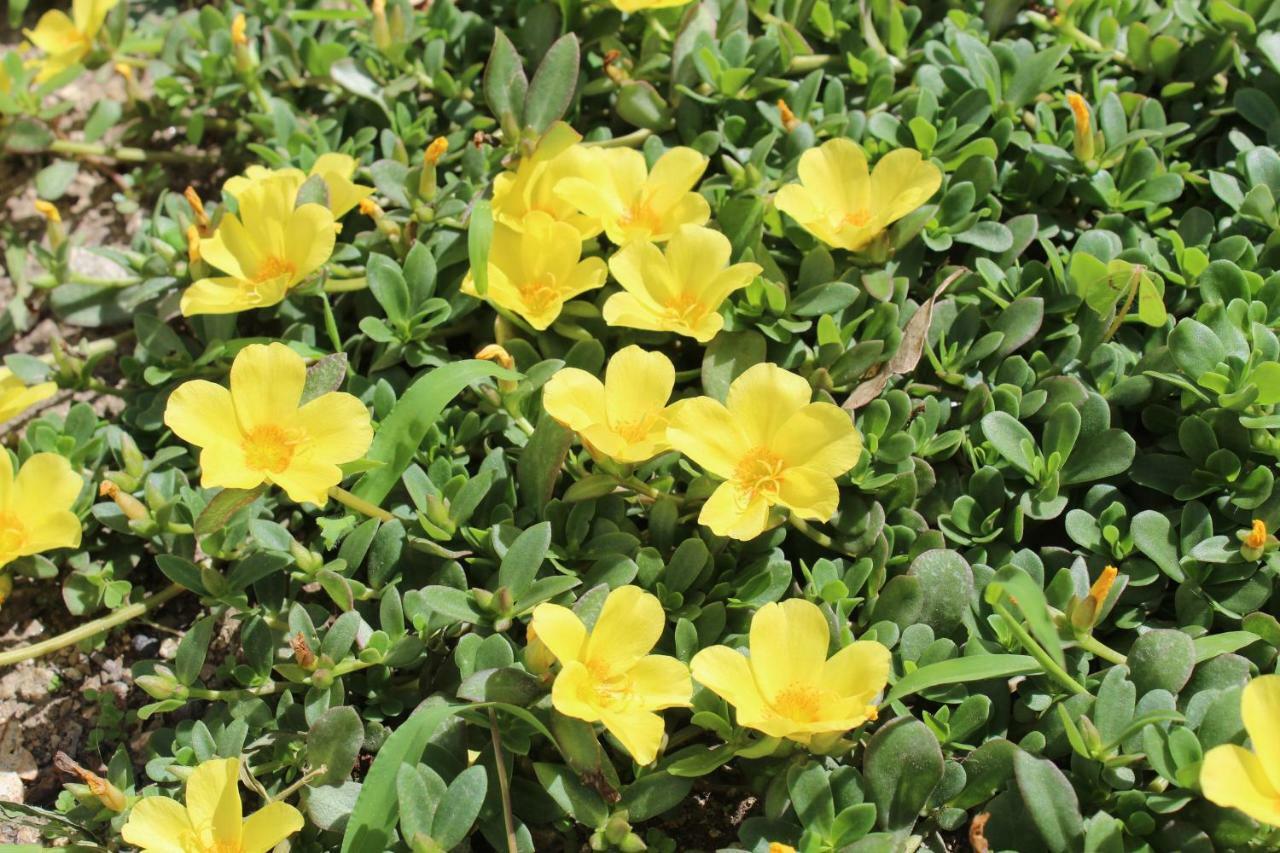 Quinta De Gestacos Villa Vườn quốc gia Peneda-Gerês Ngoại thất bức ảnh